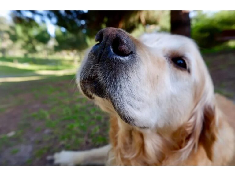 É verdade que os cães farejam o câncer? Veja quais doenças o olfato canino pode identificar